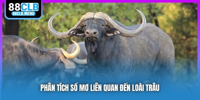 Phân tích sổ mơ liên quan đến loài trâu