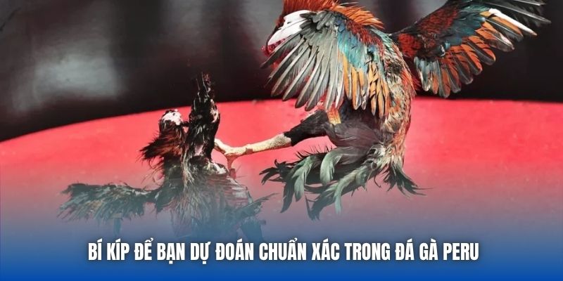 Bí kíp để bạn dự đoán chuẩn xác trong đá gà Peru